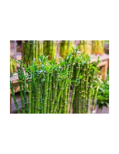 1 Bamboo lucky - Variegata - small - Internet...