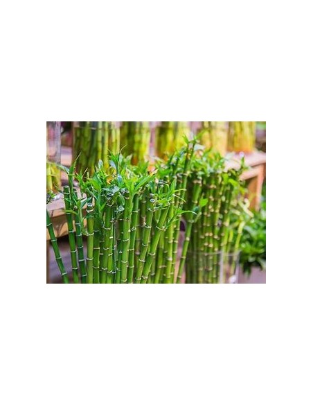 1 Bamboo lucky - Variegata - small - Internet nursery