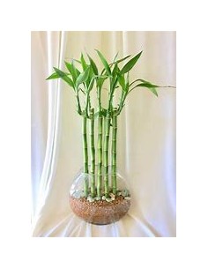 3 Bamboo lucky rayado -...