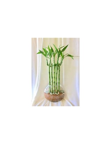 3 Bamboo lucky rayado - mediano -...