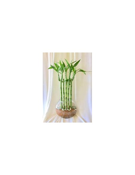 3 Bamboo lucky striped - medium - Internet nursery