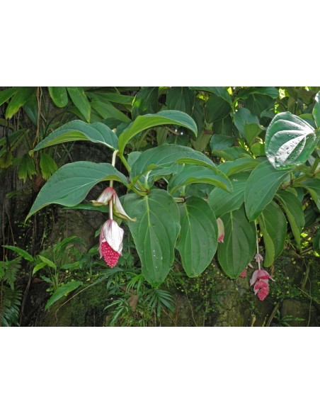 1 Medinilla magnifica , Planta de ornato de sombra. Unica de filipinas.