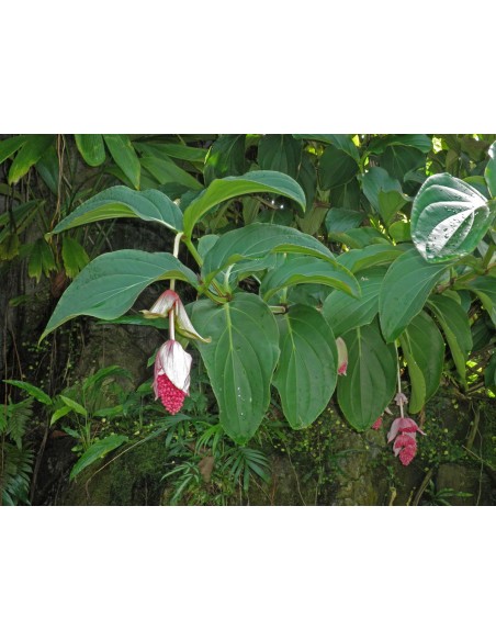 1 Medinilla magnifica potted plant - For sale order now. 1 Medinilla magnifica potted plant - For sale order now.