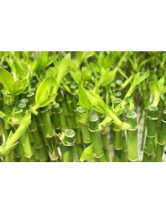 3 Bamboo lucky rayado -... 2