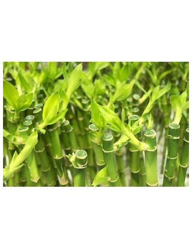 3 Bamboo lucky striped - medium - Internet nursery