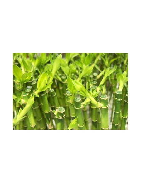 3 Bamboo lucky rayado - mediano - Vivero por internet