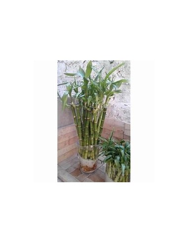 3 Bamboo lucky striped - medium - Internet nursery