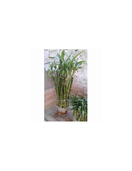 3 Bamboo lucky rayado - mediano - Vivero por internet