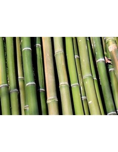3 Bamboo verde para...
