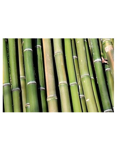 3 Bamboo verde para interipres -...