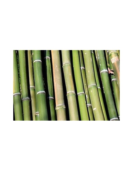 3 Bamboo green for interipres - Medium pack - Internet nursery