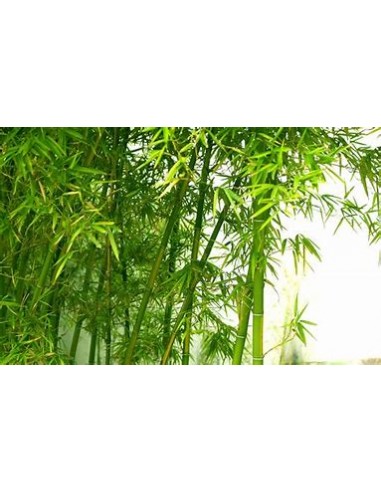 3 Bamboo verde para interipres - Mediano pack -...
