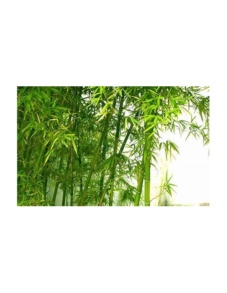 3 Bamboo verde para interipres - Mediano pack - Vivero por internet