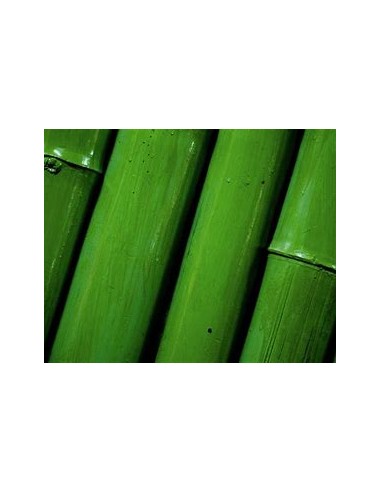 3 Bamboo green for interipres - Medium pack -...