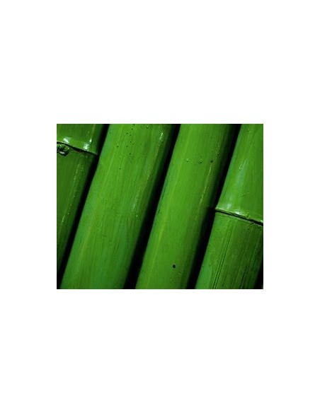 3 Bamboo green for interipres - Medium pack - Internet nursery