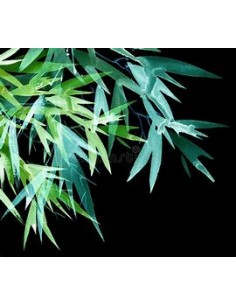 1 Bamboo green neon...