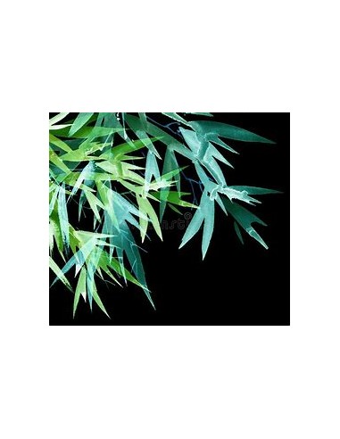 1 Bamboo green neon striped- Internet nursery