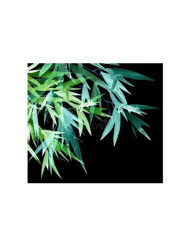 1 Bamboo verde neon rayado- Vivero...