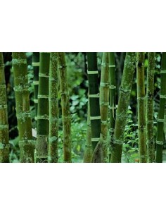 1 Bamboo green neon... 2