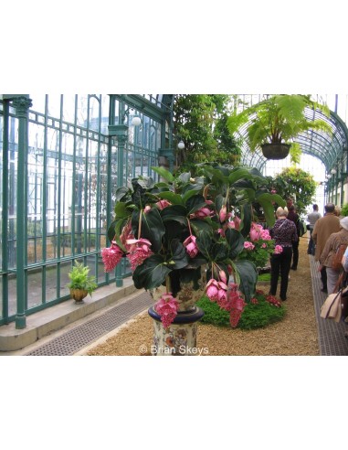 1 Medinilla magnifica , Planta de ornato de sombra. Unica de filipinas.