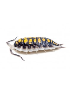 12 Isopodos Porcellio haasi...