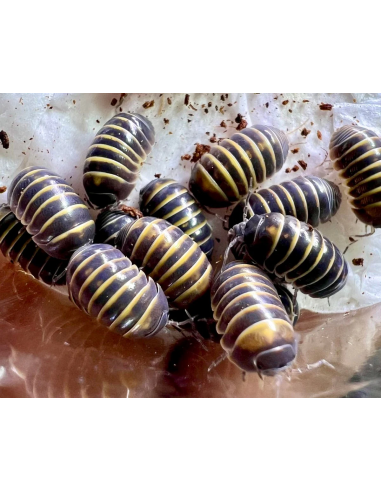 Armadillidium badium casteldaccia x 12 Isopodos Raros mascota de venta en Mexico - HAROLD'S SHOP Cochinillas