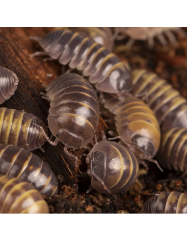 armadillidium badium casteldaccia 1