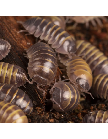 armadillidium badium casteldaccia 1