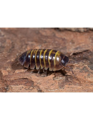 armadillidium badium casteldaccia 1