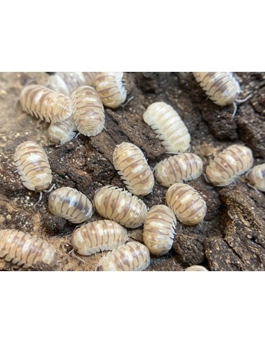 Camarelizados o Marbleized (Armadillidium cf espanyoli) x 12 Cochinillas o bichos bola - Harold's Shop Mexico