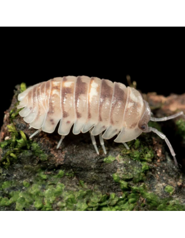 Camarelizados o Marbleized (Armadillidium cf...