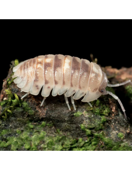 Camarelizados o Marbleized (Armadillidium cf espanyoli) x 12 Cochinillas o bichos bola - Harold's Shop Mexico