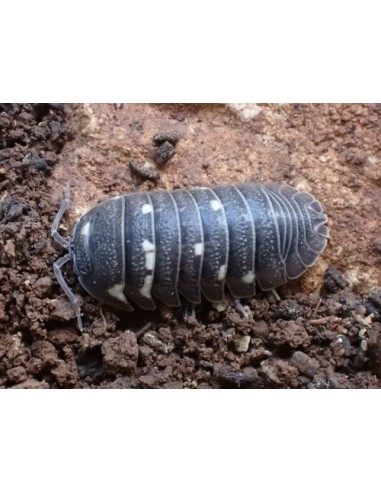 12 Sundae - (Armadillidium corcyraeum) Isopodo con Manchas blancas - HAROLD'S SHOP EL REY DE LOS ISOPODOS comprar online