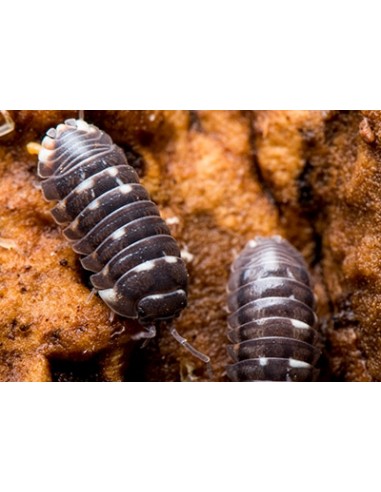 Armadillidium corcyraeum