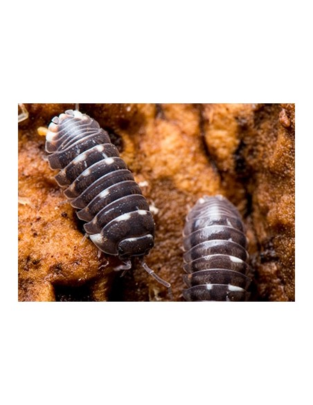 Armadillidium corcyraeum