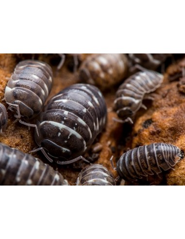 Armadillidium corcyraeum