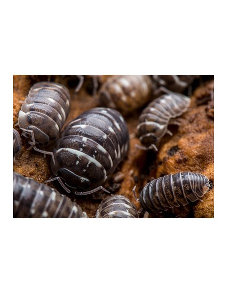 Armadillidium corcyraeum