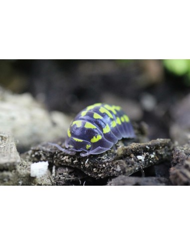 12 x Armadillidium gestroi - Tienda de Isopodos en linea en Mexico - Ordenar y comprar en interner Cochinillas