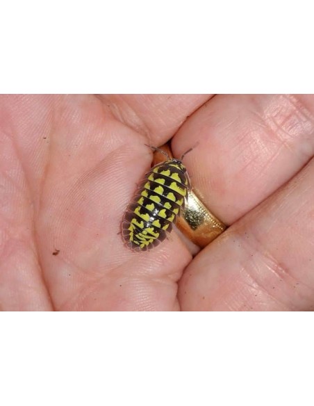 12 x Armadillidium gestroi - Tienda de Isopodos en linea en Mexico - Ordenar y comprar en interner Cochinillas