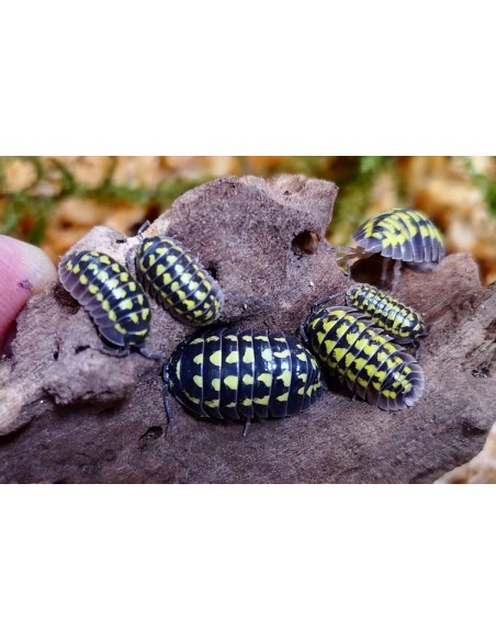 12 x Armadillidium gestroi - Tienda de Isopodos en linea en Mexico - Ordenar y comprar en interner Cochinillas