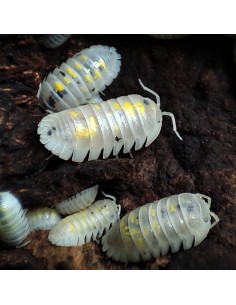 x 12 (Armadillidium...