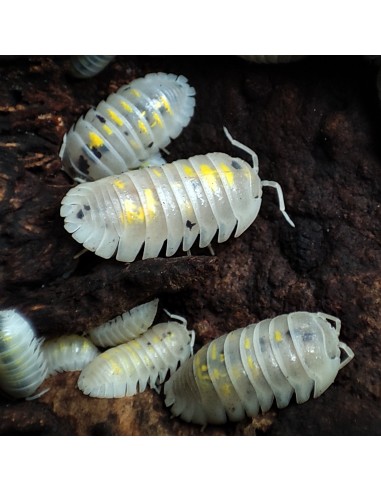 x 12 (Armadillidium granulatum) ''Magic potion'' EL REY DE LOS ISOPODOS - compra aqui Isopods en Mexico 24 hrs de entrega