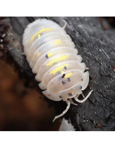 x 12 (Armadillidium granulatum) ''Magic...