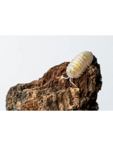 x 12 (Armadillidium granulatum) ''Magic...