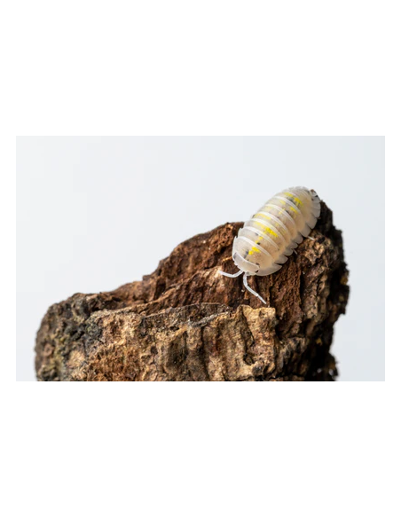 x 12 (Armadillidium granulatum) ''Magic potion'' EL REY DE LOS ISOPODOS - compra aqui Isopods en Mexico 24 hrs de entrega