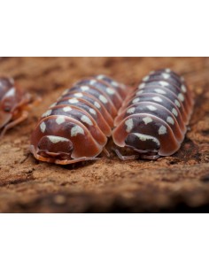 x 12 Isopodos Dubrovnik...