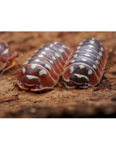 x 12 Isopodos Dubrovnik (Armadillidium klugii dubrovnik) Venta de isopodos en Mexico - La isopoderia en internet venta comprar