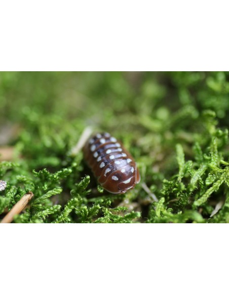 x 12 Isopodos Dubrovnik (Armadillidium klugii dubrovnik) Venta de isopodos en Mexico - La isopoderia en internet venta comprar