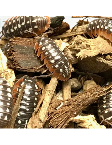 armadillidium klugii dubrovnik