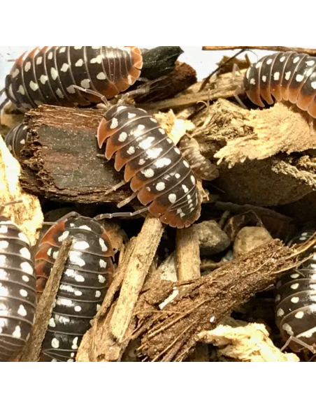 x 12 Isopodos Dubrovnik (Armadillidium klugii dubrovnik) Venta de isopodos en Mexico - La isopoderia en internet venta comprar